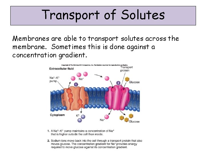 Transport of Solutes Membranes are able to transport solutes across the membrane. Sometimes this