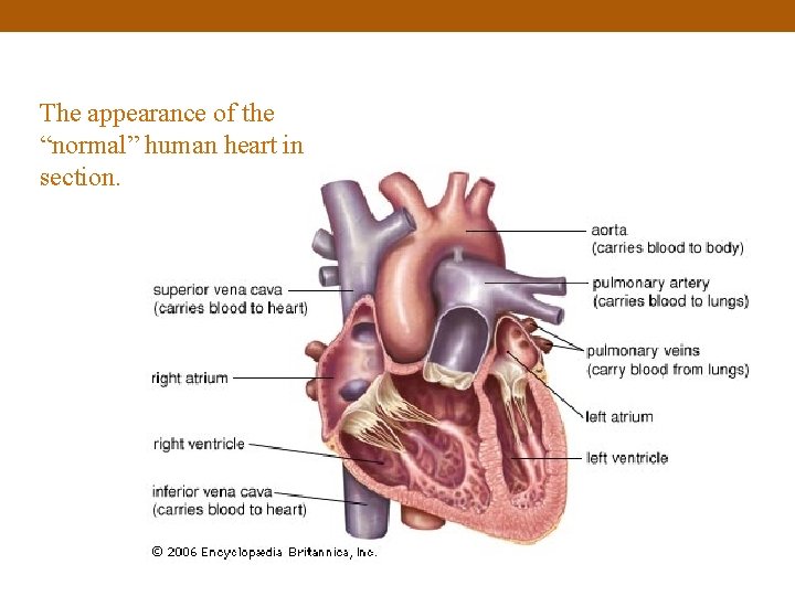 The appearance of the “normal” human heart in section. 