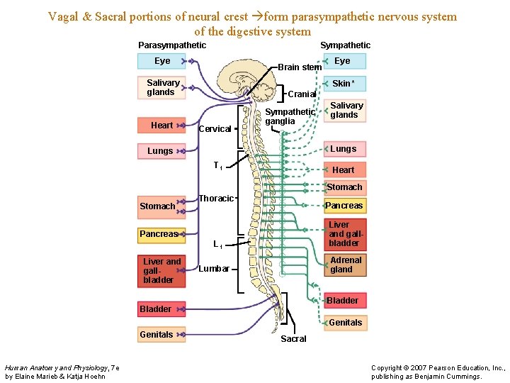 Vagal & Sacral portions of neural crest form parasympathetic nervous system of the digestive