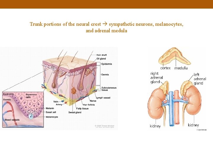 Trunk portions of the neural crest sympathetic neurons, melanocytes, and adrenal medula 