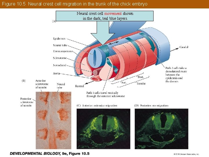 Figure 10. 5 Neural crest cell migration in the trunk of the chick embryo