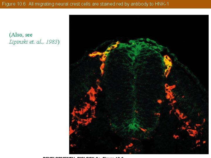 Figure 10. 6 All migrating neural crest cells are stained red by antibody to