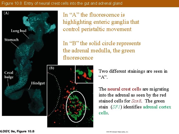 Figure 10. 8 Entry of neural crest cells into the gut and adrenal gland