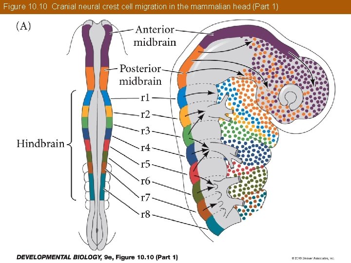 Figure 10. 10 Cranial neural crest cell migration in the mammalian head (Part 1)