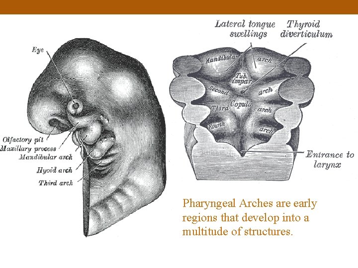 Pharyngeal Arches are early regions that develop into a multitude of structures. 