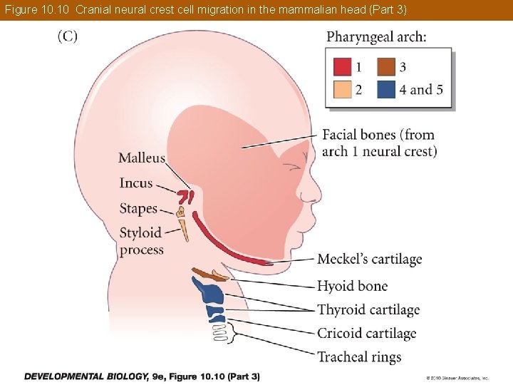 Figure 10. 10 Cranial neural crest cell migration in the mammalian head (Part 3)