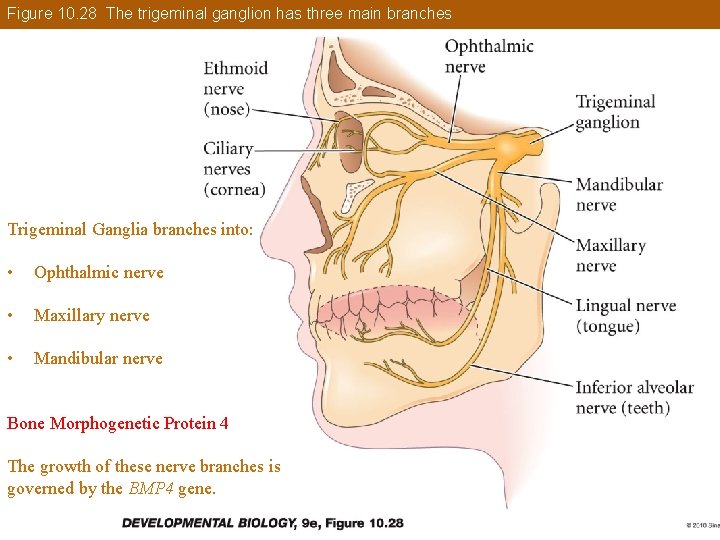 Figure 10. 28 The trigeminal ganglion has three main branches Trigeminal Ganglia branches into: