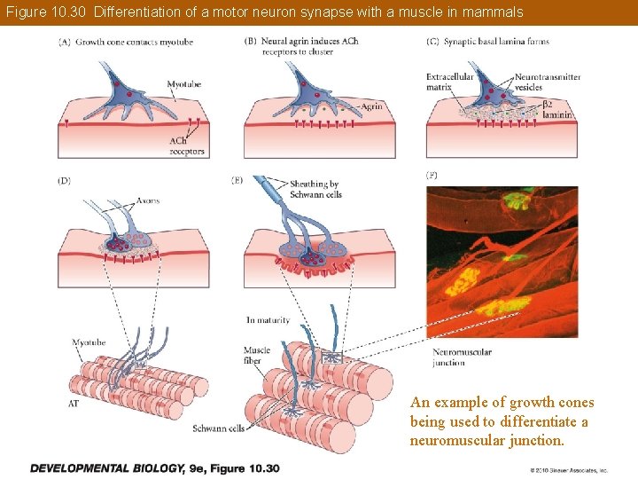 Figure 10. 30 Differentiation of a motor neuron synapse with a muscle in mammals