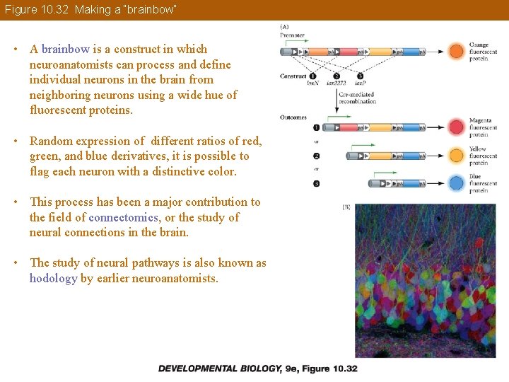 Figure 10. 32 Making a “brainbow” • A brainbow is a construct in which