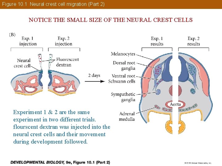 Figure 10. 1 Neural crest cell migration (Part 2) NOTICE THE SMALL SIZE OF
