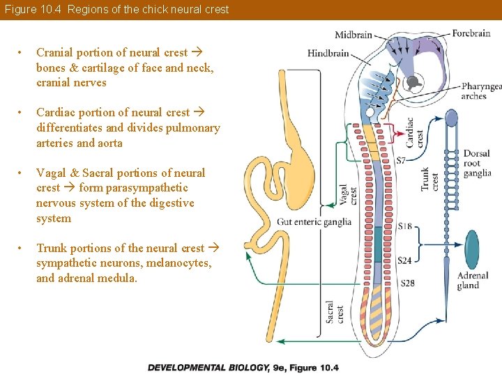 Figure 10. 4 Regions of the chick neural crest • Cranial portion of neural