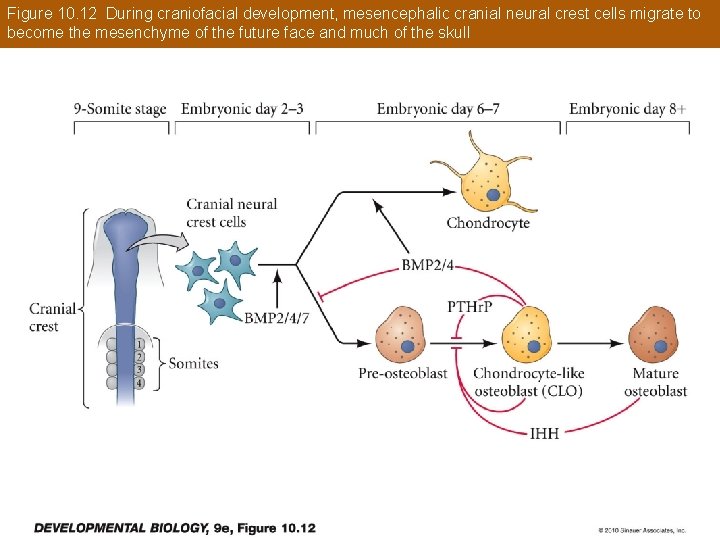 Figure 10. 12 During craniofacial development, mesencephalic cranial neural crest cells migrate to become