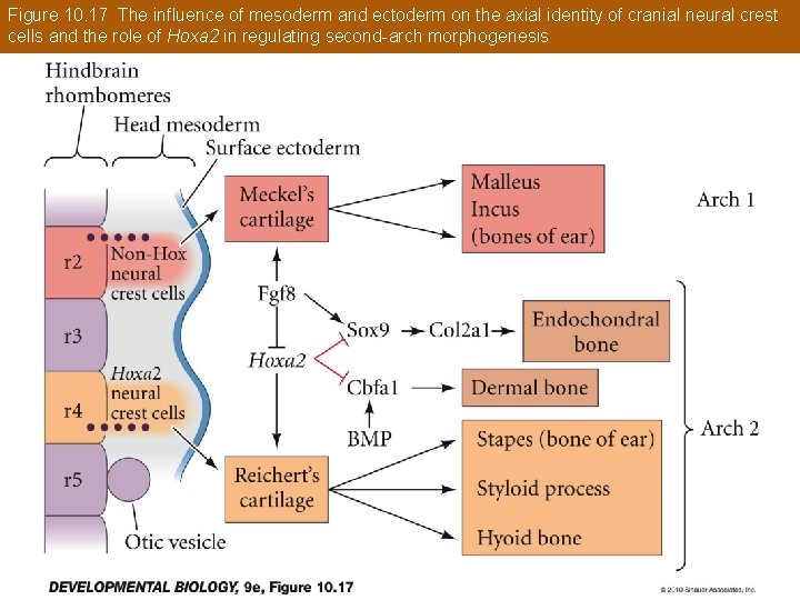 Figure 10. 17 The influence of mesoderm and ectoderm on the axial identity of