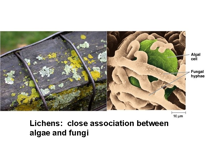 Lichens: close association between algae and fungi 
