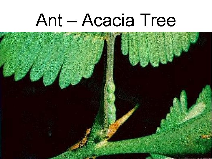Ant – Acacia Tree 