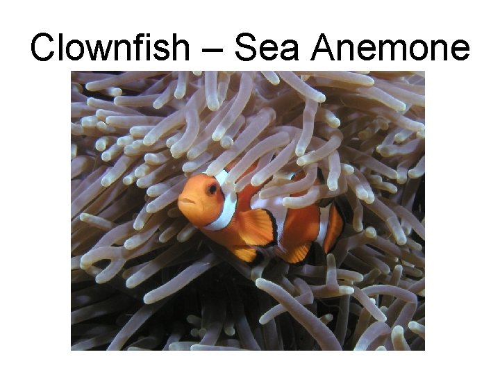 Clownfish – Sea Anemone 