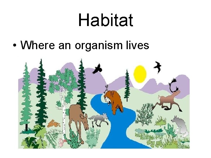 Habitat • Where an organism lives 