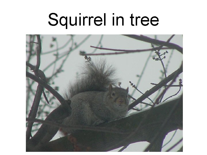 Squirrel in tree 