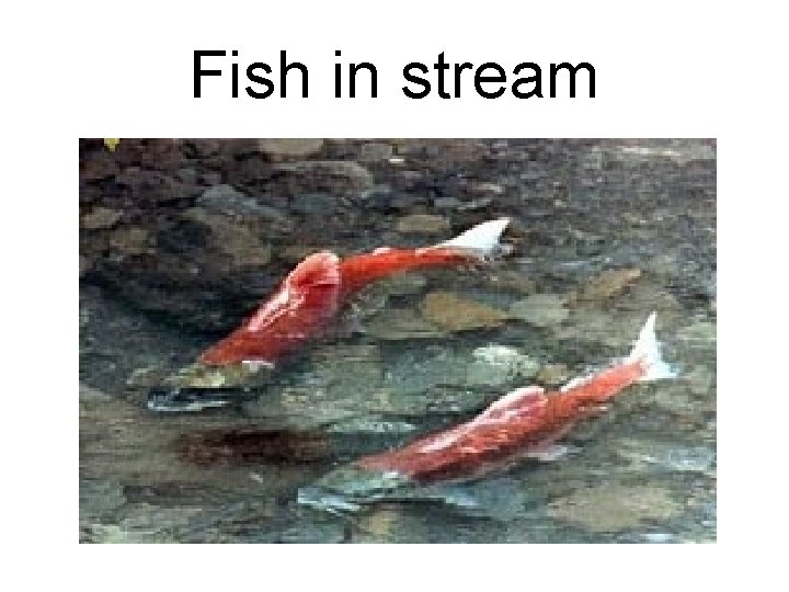 Fish in stream 