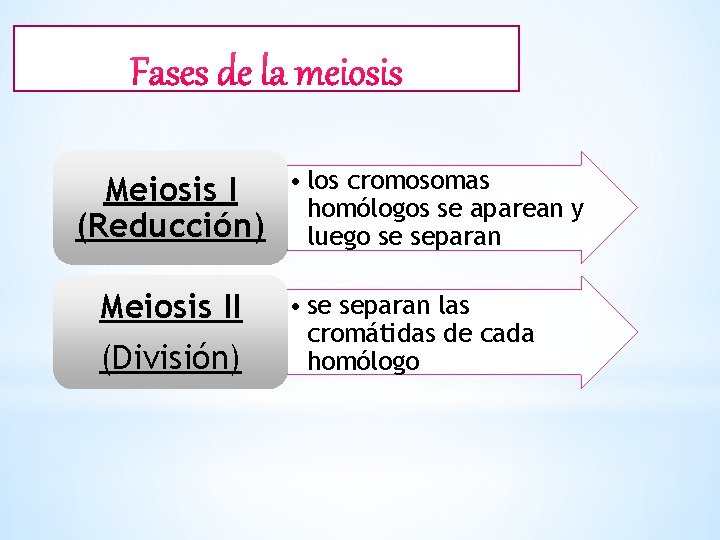 Meiosis I (Reducción) Meiosis II (División) • los cromosomas homólogos se aparean y luego