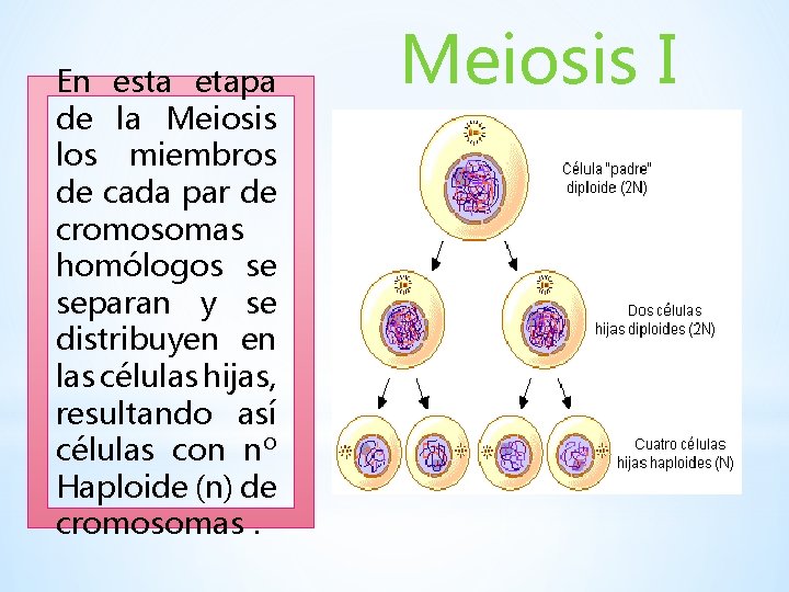 En esta etapa de la Meiosis los miembros de cada par de cromosomas homólogos