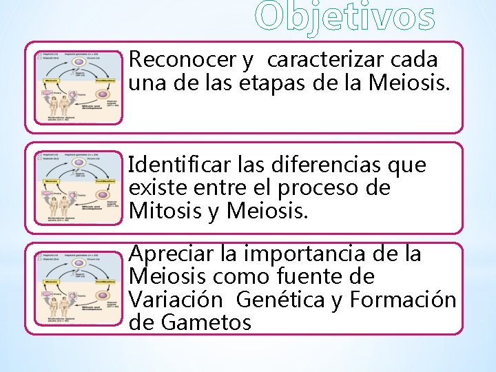 Objetivos Reconocer y caracterizar cada una de las etapas de la Meiosis. Identificar las