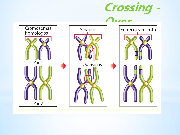 Crossing Over Lo fundamental de esta etapa es que los cromosomas homólogos se aparean
