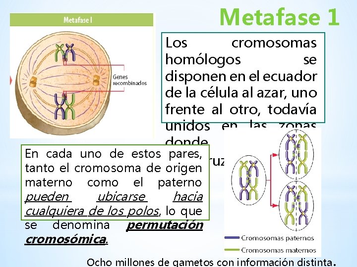 Metafase 1 Los cromosomas homólogos se disponen en el ecuador de la célula al