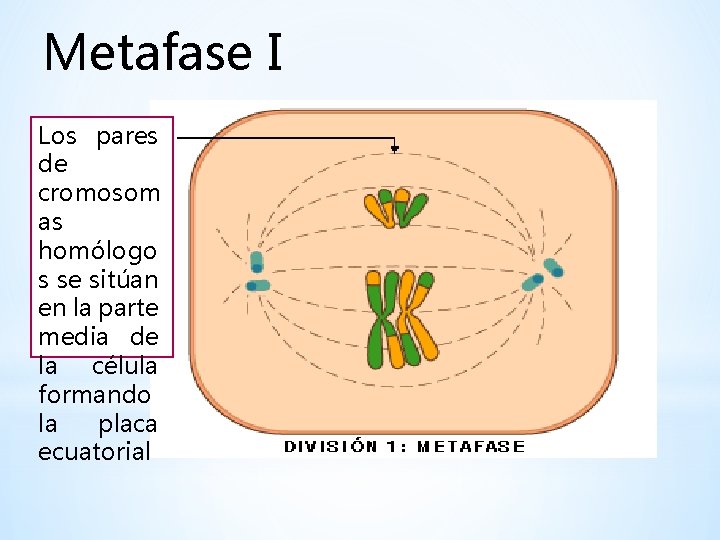 Metafase I Los pares de cromosom as homólogo s se sitúan en la parte