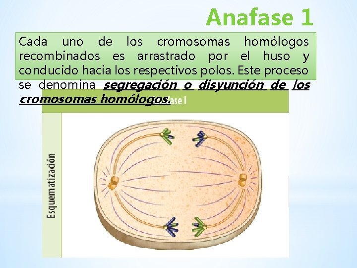 Anafase 1 Cada uno de los cromosomas homólogos recombinados es arrastrado por el huso