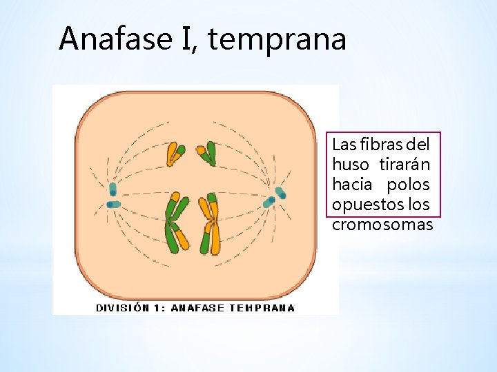 Anafase I, temprana Las fibras del huso tirarán hacia polos opuestos los cromosomas 