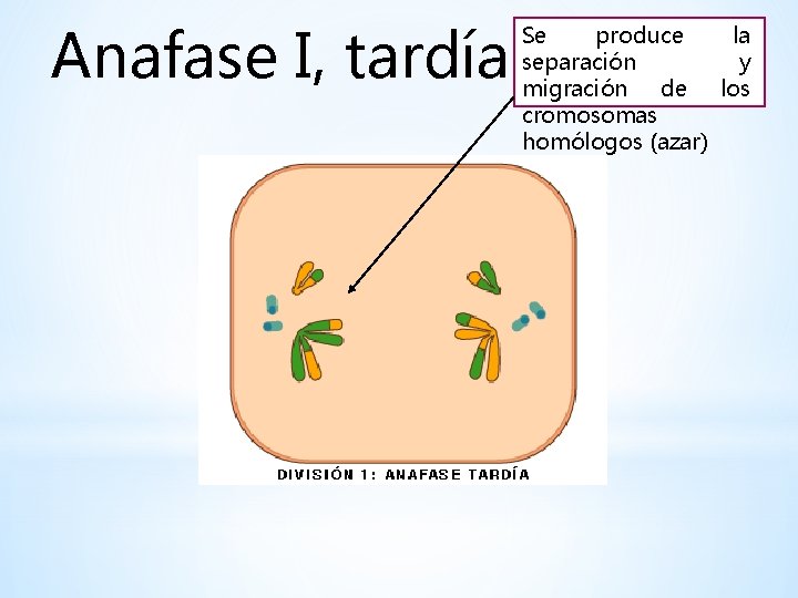 Anafase I, tardía Se produce la separación y migración de los cromosomas homólogos (azar)