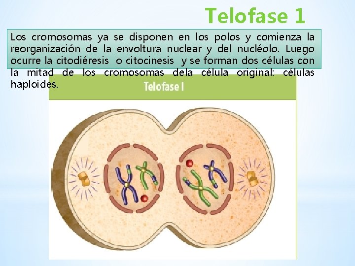 Telofase 1 Los cromosomas ya se disponen en los polos y comienza la reorganización