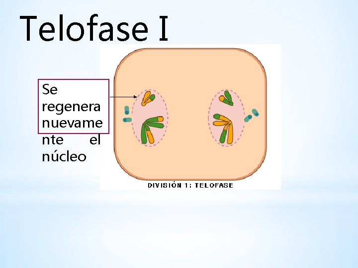 Telofase I Se regenera nuevame nte el núcleo 