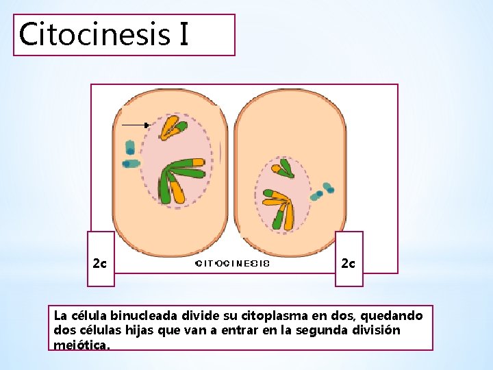 Citocinesis I 2 c 2 c La célula binucleada divide su citoplasma en dos,