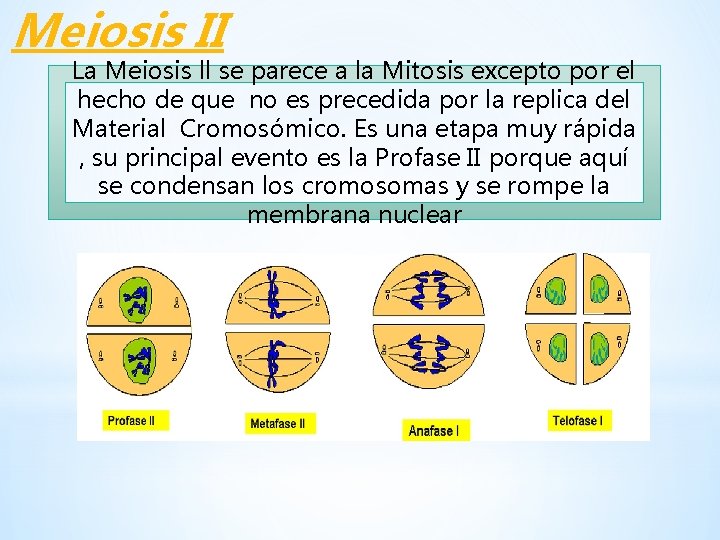 Meiosis II La Meiosis ll se parece a la Mitosis excepto por el hecho