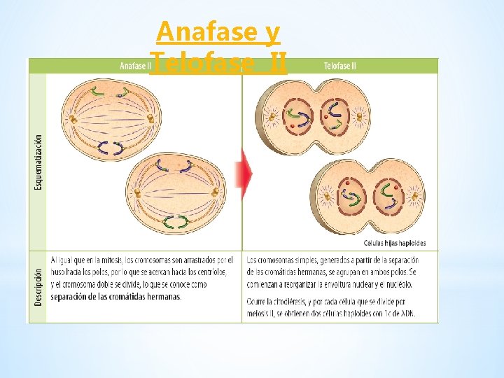 Anafase y Telofase II 