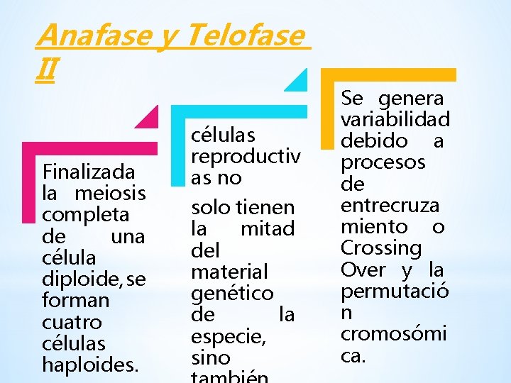 Anafase y Telofase II Finalizada la meiosis completa de una célula diploide, se forman