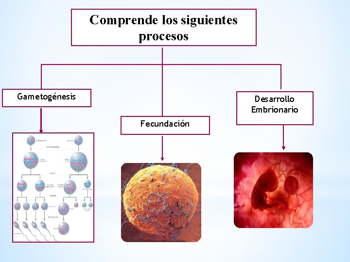 Comprende los siguientes procesos Gametogénesis Desarrollo Embrionario Fecundación 