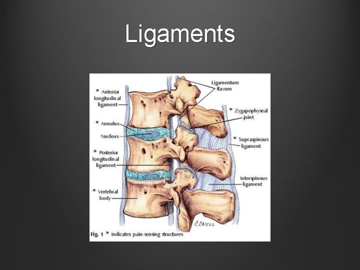 Ligaments 