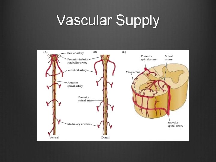 Vascular Supply 