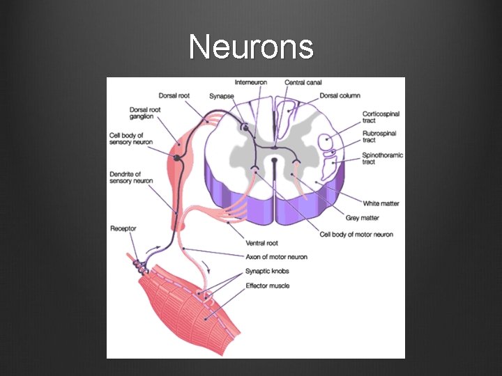 Neurons 