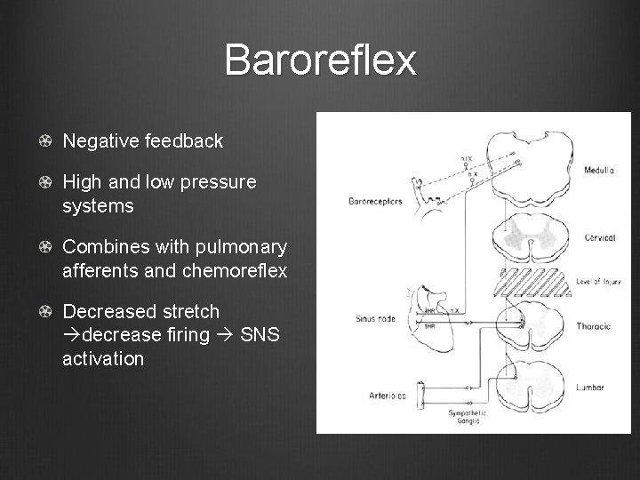 Baroreflex Negative feedback High and low pressure systems Combines with pulmonary afferents and chemoreflex