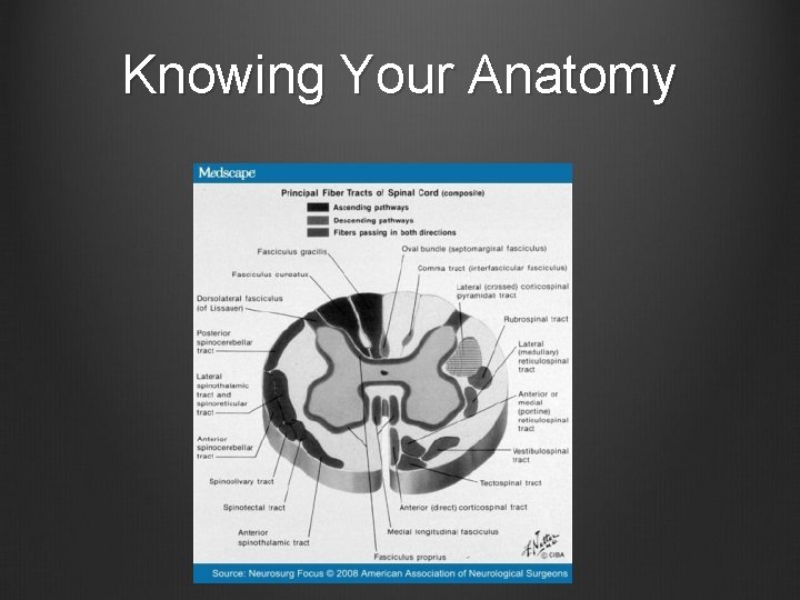 Knowing Your Anatomy 
