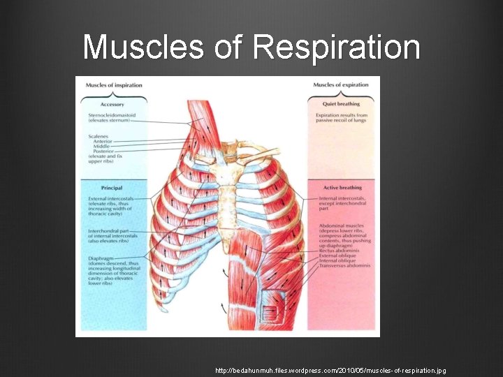 Muscles of Respiration http: //bedahunmuh. files. wordpress. com/2010/05/muscles-of-respiration. jpg 