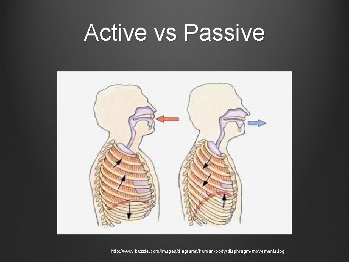 Active vs Passive http: //www. buzzle. com/images/diagrams/human-body/diaphragm-movements. jpg 