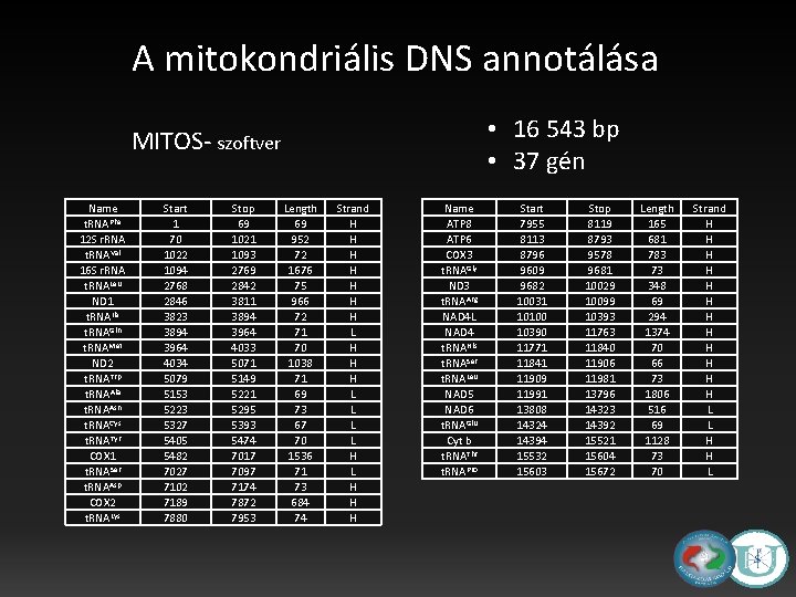 A mitokondriális DNS annotálása • 16 543 bp • 37 gén MITOS- szoftver Name