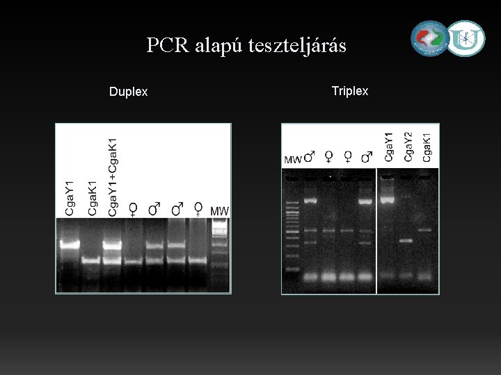 PCR alapú teszteljárás Duplex Triplex 