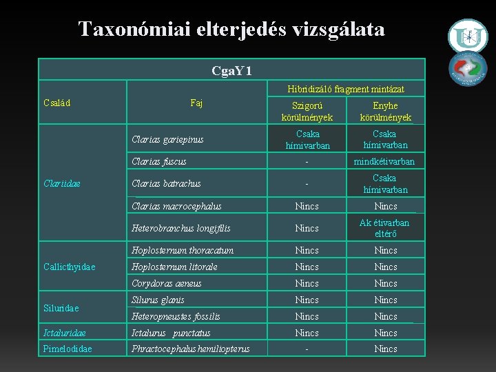 Taxonómiai elterjedés vizsgálata Cga. Y 1 Hibridizáló fragment mintázat Család Faj Szigorú körülmények Enyhe