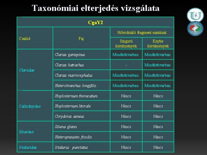 Taxonómiai elterjedés vizsgálata Cga. Y 2 Hibridizáló fragment mintázat Család Faj Szigorú körülmények Enyhe